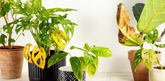 Стресс от жары: спасаем комнатные растения от летнего зноя.