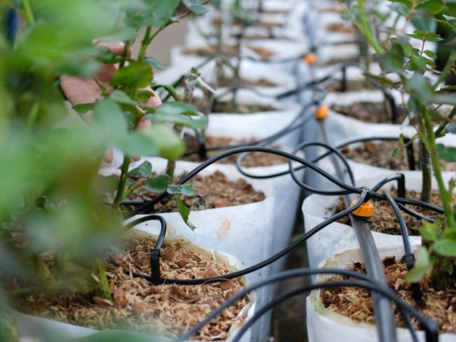 Оборудование теплицы системой капельного полива значительно облегчит уход за растениями. Оборудование теплицы системой капельного полива значительно облегчит уход за растениями.