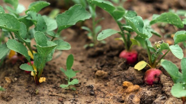 Корнеплод нельзя сеять после родственных культур (всех видов капусты, редьки, горчицы, брюквы). Корнеплод нельзя сеять после родственных культур (всех видов капусты, редьки, горчицы, брюквы).
