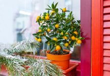 8 самых полезных комнатных растений — домашняя палочка-выручалочка.