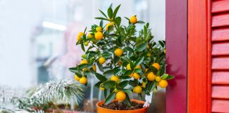 8 самых полезных комнатных растений — домашняя палочка-выручалочка.