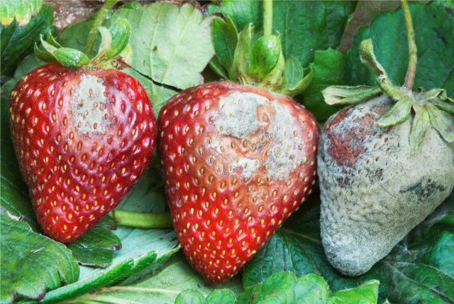 Возбудителем серой гнили является Botrytis cinerea. Это одно из самых частых заболеваний клубники в дождливые годы. Распознать его просто. Ягоды начинают гнить. Поражённые участки покрываются серой пушистой плесенью. Возбудителем серой гнили является Botrytis cinerea. Это одно из самых частых заболеваний клубники в дождливые годы. Распознать его просто. Ягоды начинают гнить. Поражённые участки покрываются серой пушистой плесенью.