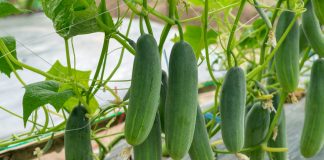 Как можно выращивать огурцы? Способы, которые должен знать каждый.