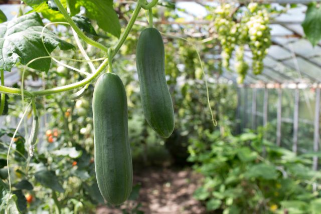 Но огородники хорошо знают, что ни один тепличный огурец не сравнится по вкусу и аромату с выращенным на открытом воздухе. Но огородники хорошо знают, что ни один тепличный огурец не сравнится по вкусу и аромату с выращенным на открытом воздухе.