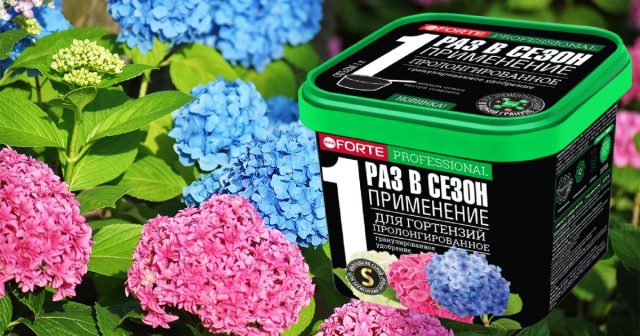 Пролонгированное удобрение Bona Forte для гортензий в гранулах содержит все нужные кустам питательные вещества, в том числе, витамины, микроэлементы в хелатной форме и янтарную кислоту, как эффективный стимулятор. Пролонгированное удобрение Bona Forte для гортензий в гранулах содержит все нужные кустам питательные вещества, в том числе, витамины, микроэлементы в хелатной форме и янтарную кислоту, как эффективный стимулятор.