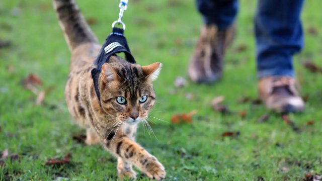 Находясь на улице, кошки много двигаются, а при свободном выгуле могут вволю бегать и прыгать, карабкаться по деревьям. Находясь на улице, кошки много двигаются, а при свободном выгуле могут вволю бегать и прыгать, карабкаться по деревьям.