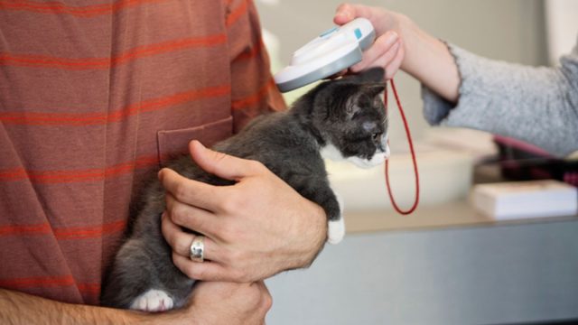 Всем домашним животным, которые выходят на прогулки, необходим микрочип. Его установка проходит быстро и почти безболезненно. Всем домашним животным, которые выходят на прогулки, необходим микрочип. Его установка проходит быстро и почти безболезненно.