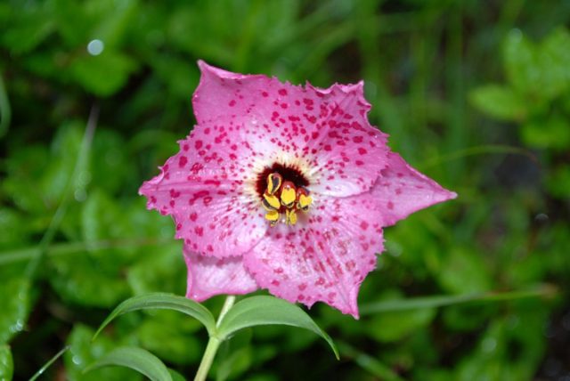 Номохарис леопардовый, теперь лилия леопардовая (Lilium pardanthinum) имеет необычный цветок. Номохарис леопардовый, теперь лилия леопардовая (Lilium pardanthinum) имеет необычный цветок.