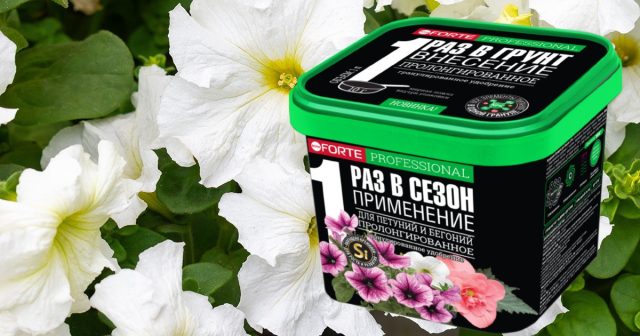 При посадке и в грунт, и в горшки сразу вносится гранулированное пролонгированное удобрение Bona Forte для петуний и бегоний. При посадке и в грунт, и в горшки сразу вносится гранулированное пролонгированное удобрение Bona Forte для петуний и бегоний.