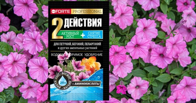 Летом очень эффективны подкормки водорастворимым удобрением Bona Forte для петуний, бегоний и пеларгоний с аминокислотами. Летом очень эффективны подкормки водорастворимым удобрением Bona Forte для петуний, бегоний и пеларгоний с аминокислотами.