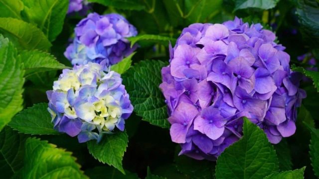 Группа крупнолистных гортензий (Hydrangea macrophylla) и ее ближайшие родственники, гортензия дуболистная (H. quercifolia), гортензия плетистая (H. anomala ssp. petiolaris) и гортензия пильчатая (H. serrata) могут представлять наибольшую проблему. Группа крупнолистных гортензий (Hydrangea macrophylla) и ее ближайшие родственники, гортензия дуболистная (H. quercifolia), гортензия плетистая (H. anomala ssp. petiolaris) и гортензия пильчатая (H. serrata) могут представлять наибольшую проблему.