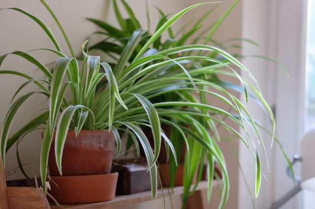 Хлорофитум (Chlorophytum) – неприхотливое комнатное растение с длинными листьями, собранными в прикорневую розетку. Хлорофитум не боится переливов и не требует сложного ухода, что делает его прекрасным вариантом для офиса. Хлорофитум (Chlorophytum) – неприхотливое комнатное растение с длинными листьями, собранными в прикорневую розетку. Хлорофитум не боится переливов и не требует сложного ухода, что делает его прекрасным вариантом для офиса.
