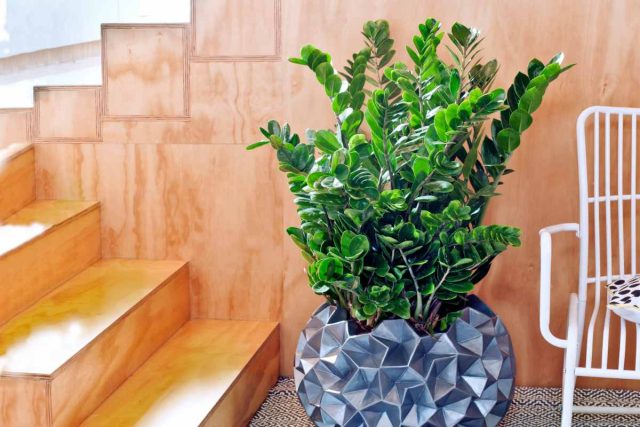 Замиокулькас (Zamioculcas) часто называют «долларовым деревом». Он не требует частых поливов, терпит частичное затенение и сквозняки, а вот избыток воды ему противопоказан. Замиокулькас (Zamioculcas) часто называют «долларовым деревом». Он не требует частых поливов, терпит частичное затенение и сквозняки, а вот избыток воды ему противопоказан.