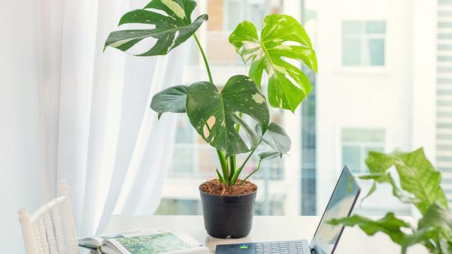 Монстера (Monstera) – эффектный экзот с крупными, рассеченными листьями. Может расти в условиях недостаточного освещения, поливать его нужно примерно раз в неделю. Монстера (Monstera) – эффектный экзот с крупными, рассеченными листьями. Может расти в условиях недостаточного освещения, поливать его нужно примерно раз в неделю.