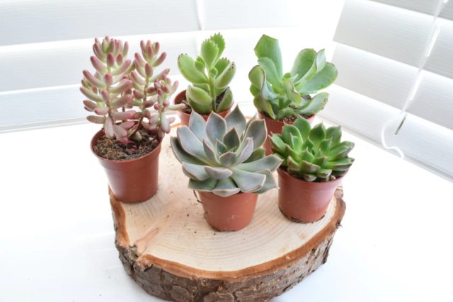 Эхеверия (Echeveria) – неприхотливый суккулент, являющийся родственником денежного дерева. Будет хорошо себя чувствовать на любом подоконнике, кроме того, что выходит на северную сторону. Её не пугают сухой воздух и редкие поливы, а вот застоя влаги в почве она не любит. Эхеверия (Echeveria) – неприхотливый суккулент, являющийся родственником денежного дерева. Будет хорошо себя чувствовать на любом подоконнике, кроме того, что выходит на северную сторону. Её не пугают сухой воздух и редкие поливы, а вот застоя влаги в почве она не любит.