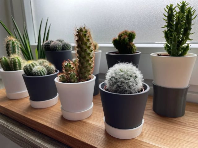 Кактус (Cactaceae) идеально подходит для офисов. Он великолепно обходится длительное время без поливов, его не пугают сухой воздух в помещении и редкие подкормки. Кактус (Cactaceae) идеально подходит для офисов. Он великолепно обходится длительное время без поливов, его не пугают сухой воздух в помещении и редкие подкормки.