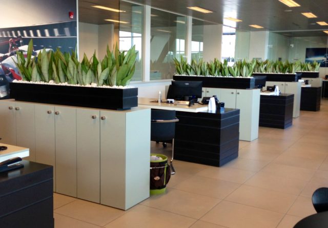 За длинные, заострённые листья сансевиерию (Sansevieria) прозвали «щучий хвост» и «тёщин язык». Это одно из самых «неубиваемых» растений для офиса. За длинные, заострённые листья сансевиерию (Sansevieria) прозвали «щучий хвост» и «тёщин язык». Это одно из самых «неубиваемых» растений для офиса.