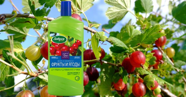 Так, ОМУ Для плодовых деревьев и кустарников Добрая сила обеспечит полное питание кустов, начиная с весны и почти до сбора урожая, если подкармливать им ягодник под корень каждые две недели (100 мл на 10 л воды). Так, ОМУ Для плодовых деревьев и кустарников Добрая сила обеспечит полное питание кустов, начиная с весны и почти до сбора урожая, если подкармливать им ягодник под корень каждые две недели (100 мл на 10 л воды).