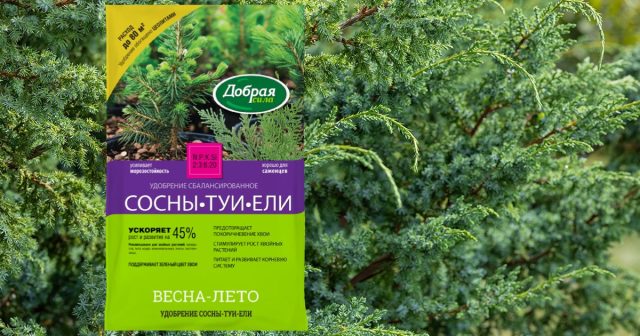 Лучше под можжевельник 1-2 раза в сезон внести мягкое пролонгированное удобрение Сосны-Туи-Ели Добрая сила, чем заливать его концентрированными растворами классических минеральных соединений. Лучше под можжевельник 1-2 раза в сезон внести мягкое пролонгированное удобрение Сосны-Туи-Ели Добрая сила, чем заливать его концентрированными растворами классических минеральных соединений.