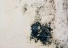 Как избавиться от плесени в доме и не дать ей вернуться даже через год.