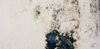 Как избавиться от плесени в доме и не дать ей вернуться даже через год.