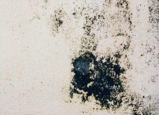 Как избавиться от плесени в доме и не дать ей вернуться даже через год.