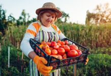 Как удвоить урожай томатов? Секреты обрезки и формирования