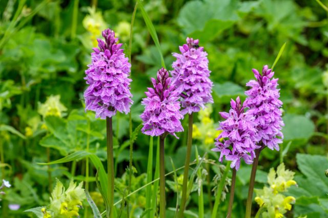 Пальчатокоренник (Dactylorhiza), также известный как "кукушкины слезки", — это род, насчитывающий около 30 видов листопадных орхидей, которые обычно цветут фиолетовыми цветками с более тёмными крапинками на губе.