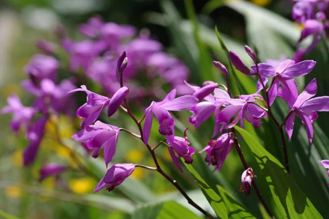 Блетилла (Bletilla) — это род, объединяющий 10 видов выносливых орхидей, которые считаются одними из самых простых в выращивании.