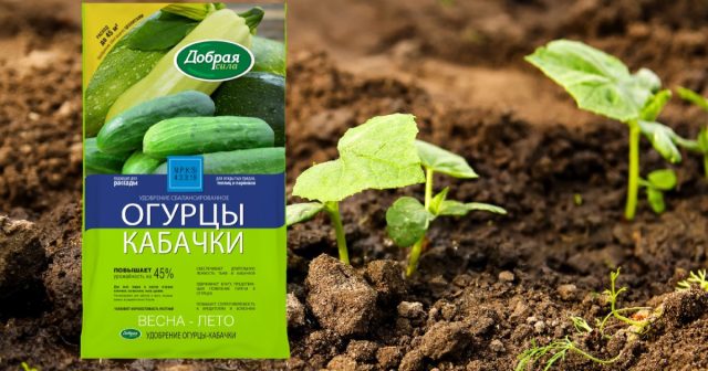 Основное питание кустам можно дать уже в начале сезона (при подготовке почвы или посадке) с помощью минерального удобрения Огурцы-кабачки Добрая сила с цеолитами. Основное питание кустам можно дать уже в начале сезона (при подготовке почвы или посадке) с помощью минерального удобрения Огурцы-кабачки Добрая сила с цеолитами.