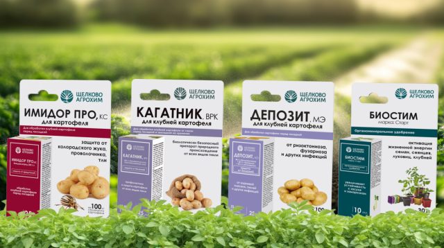 «Депозит, МЭ» – защищает от основных фитопатогенных грибов; «Кагатник, ВРК» – препятствует поражению клубней различными видами гнилей и сохранению патогенов на семенном материале; «Имидор Про, КС» – уничтожает основных летних вредителей; «Биостим Старт» – ускоряет прорастание и стимулирует рост корневой системы кустов. «Депозит, МЭ» – защищает от основных фитопатогенных грибов; «Кагатник, ВРК» – препятствует поражению клубней различными видами гнилей и сохранению патогенов на семенном материале; «Имидор Про, КС» – уничтожает основных летних вредителей; «Биостим Старт» – ускоряет прорастание и стимулирует рост корневой системы кустов.